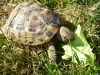 Radiata-elegans-sulcatas-greek-and-other-land-tortoises-for-sale-